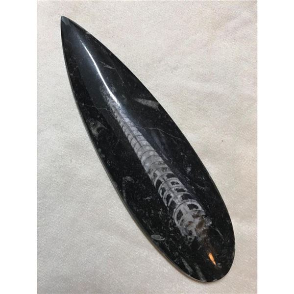 Perhistoric Orthrosaurus Fossil Specimen