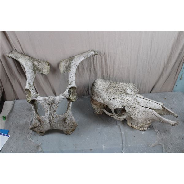 Large Animal Skull &  Pelvis