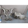 Image 1 : Large Animal Skull &  Pelvis