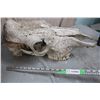 Image 2 : Large Animal Skull &  Pelvis