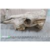 Image 3 : Large Animal Skull &  Pelvis