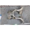 Image 5 : Large Animal Skull &  Pelvis
