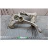Image 6 : Large Animal Skull &  Pelvis