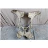 Image 7 : Large Animal Skull &  Pelvis
