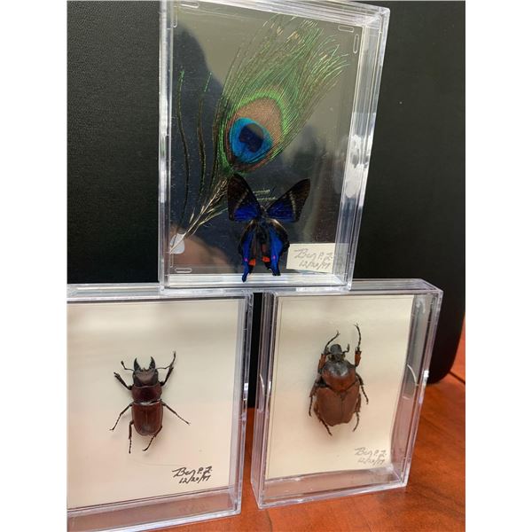 Lot of 3 mounted Giant Insects, beetles & butterfly