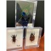 Image 1 : Lot of 3 mounted Giant Insects, beetles & butterfly