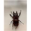 Image 2 : Lot of 3 mounted Giant Insects, beetles & butterfly
