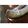 Image 2 : PAIR OF BUFFALO HORNS