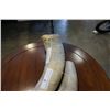 Image 3 : PAIR OF BUFFALO HORNS