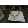 Image 1 : DEER SKULL WITH ANTLERS