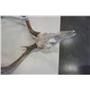 Image 2 : DEER SKULL WITH ANTLERS