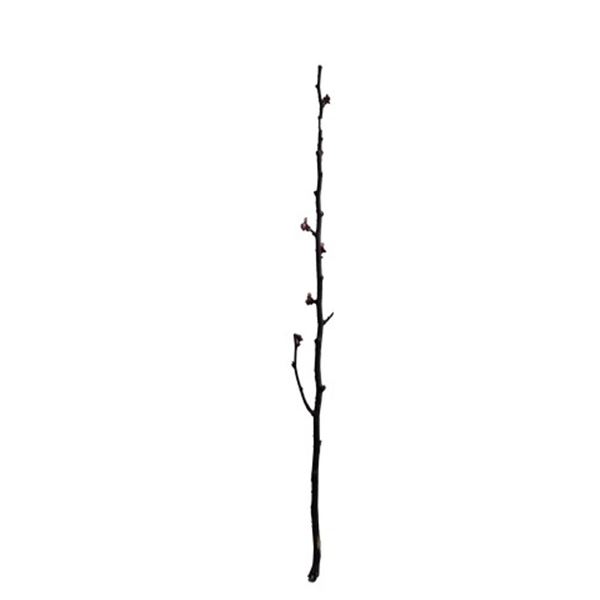 Crouching Tiger Hidden Dragon: Sword of Destiny Snow Vase (Natash Liu Bordizzo) Cherry Blossom Branc