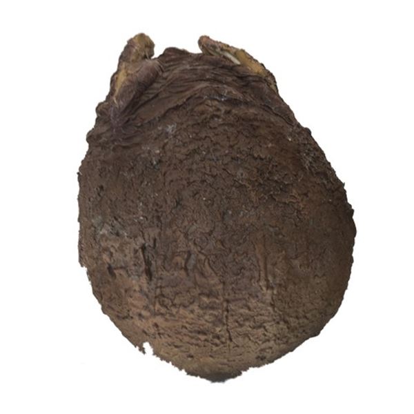 Alien vs. Predator ADI Alien Egg Movie Props