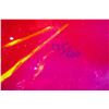 Image 3 : Tom Everhart- Hand Pulled Original Lithograph "Doogie Dearest"
