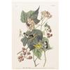 Image 1 : John James Audubon Print