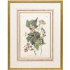 Image 3 : John James Audubon Print
