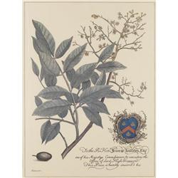 Pair of botanical prints