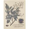 Image 1 : Pair of botanical prints