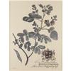 Image 2 : Pair of botanical prints