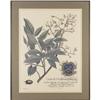 Image 3 : Pair of botanical prints