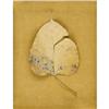 Image 1 : Framed Dried Leaf With Tear matted and framed