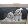 Image 2 : GERRY THOMPSON WATER COLOUR PRINT, THE FLOWERS & THE JOHN WISE NUMBERED SIGNED PRINT OF THE 2 DOGS