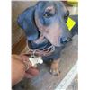Image 2 : DASCHUND DOG, MADE OF PLASTIC