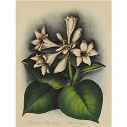 VERDA LIGON, Early Texas Art, colored litho, 30s