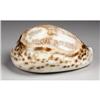 Image 1 : Stockmens Convention Souvenir Shell,