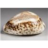 Image 2 : Stockmens Convention Souvenir Shell,