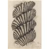 Image 1 : Carel Visser Graphite on paper Hortus Botanicus