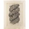 Image 4 : Carel Visser Graphite on paper Hortus Botanicus