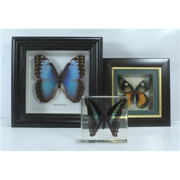SET OF 3 BUTTERLIES 2 FRAMED