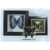 Image 1 : SET OF 3 BUTTERLIES 2 FRAMED