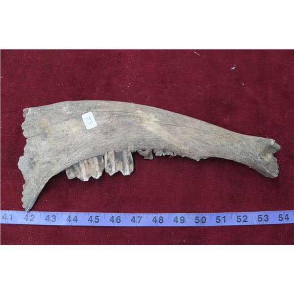 Fossilized Animal Jaw