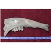 Image 1 : Fossilized Animal Jaw