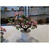 Image 8 : 2 JADE TREES