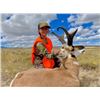 Image 2 : Wyoming Pronghorn Hunt - At Ease Hunting