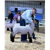 Image 1 : Kade Vanek - Christina Busy Bees / Sheep
