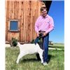 Image 1 : Jack Gillett - Heart of the Judiths / Goat