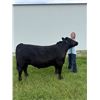 Image 1 : Laredo Hagenbuch - Creative Critters / Beef
