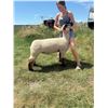 Image 1 : Alexis Vanek - Snowy Mountain Trailblazers / Sheep