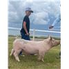 Image 1 : Steele Stonehocker - Sunnyside Shiners / Swine