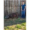 Image 1 : Kadence Nelson - Big Sky / Swine