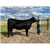 Image 1 : Kenzie Hansen - Christina Busy Bees / Heifer