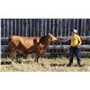 Image 1 : Lucas Olsen - Moore Barnstompers / Beef