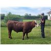 Image 1 : Quin Martin - Moore Barnstompers / Beef