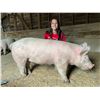 Image 1 : Kaelyn Caraveo - Sunnyside Shiners / Swine