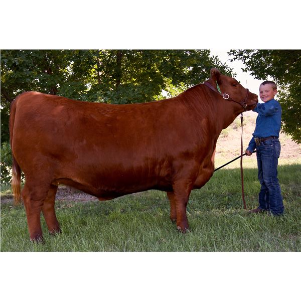 Axel Hedman - Big Sky / Beef