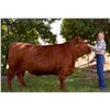 Image 1 : Leah Hedman - Big Sky / Beef